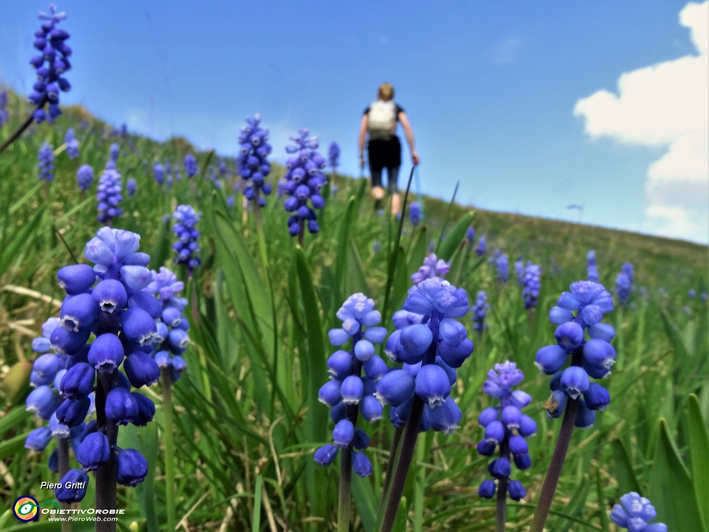 28 Muscari in piena fioritura.JPG